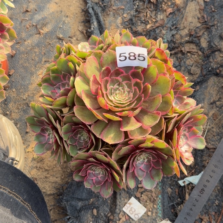 粉花夭多肉植物不包损585