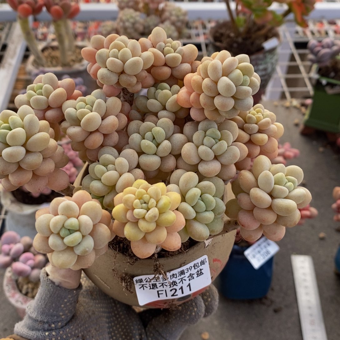 洛可可211/10cm多肉