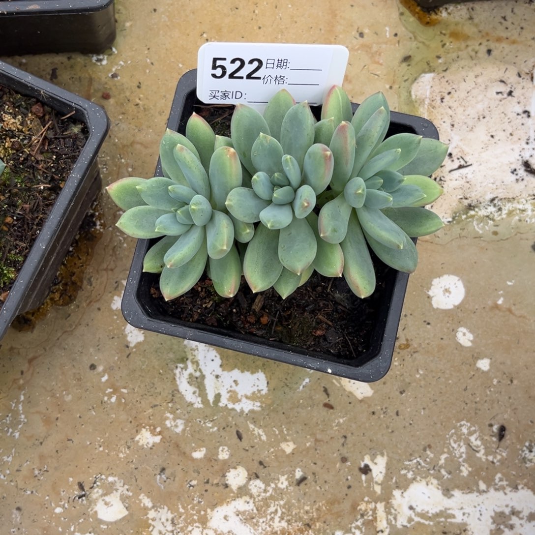 美人杂多肉植物522