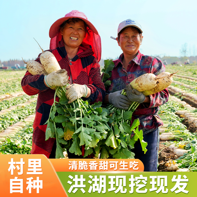 洪湖雪萝新鲜现挖青萝卜口感清甜爽口吃法多样萝卜汤熬汤