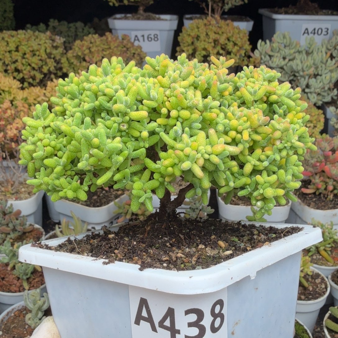 A438大蜜橘双叉之后