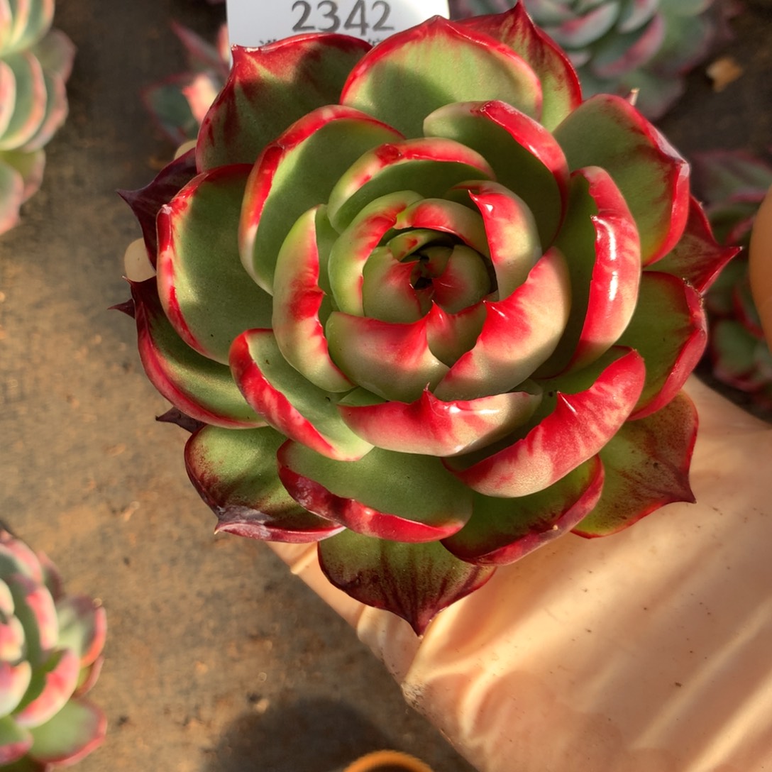 2342号多肉植物惊鸿10厘米