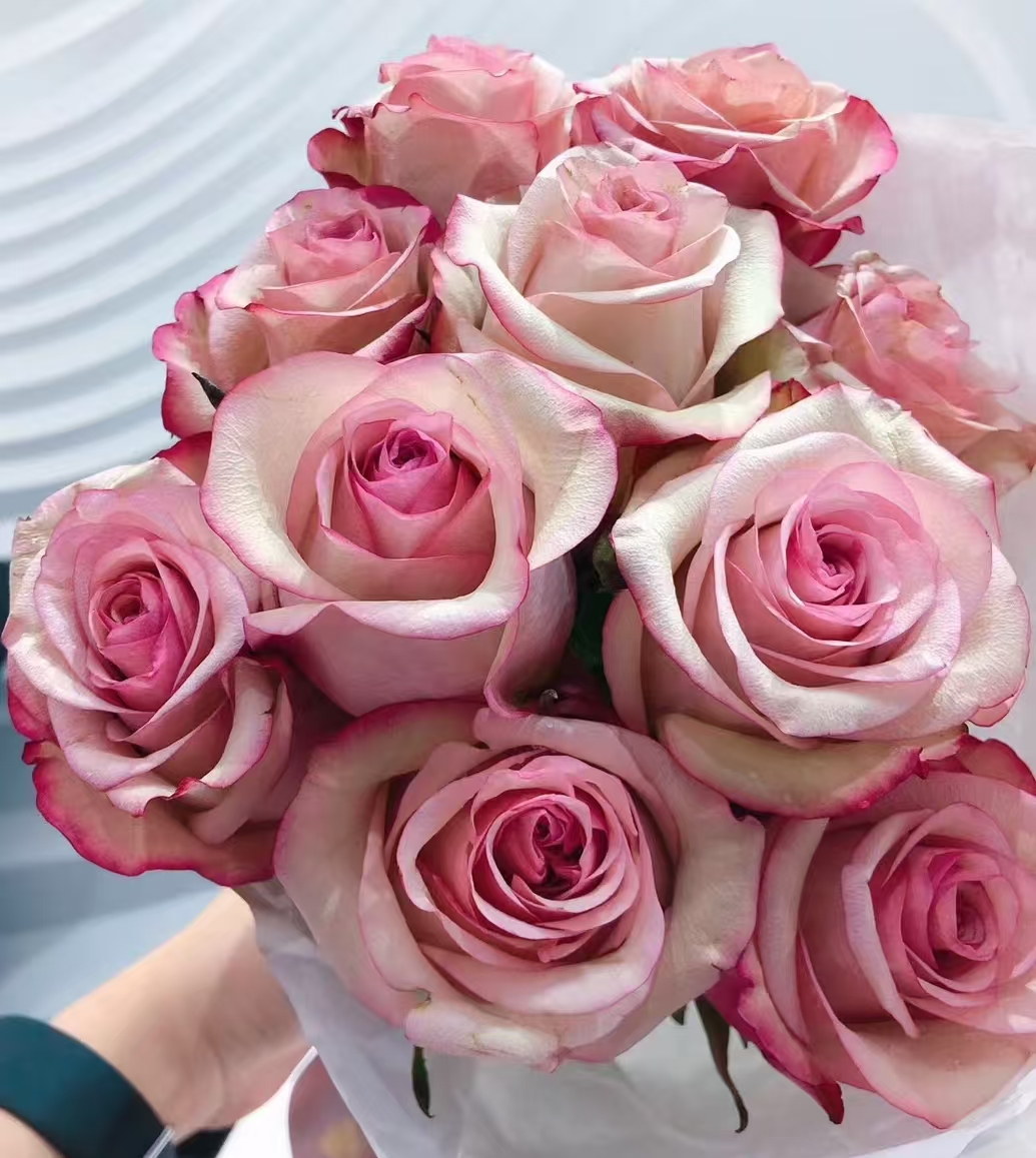 帕洛玛树月   四季灌木月季