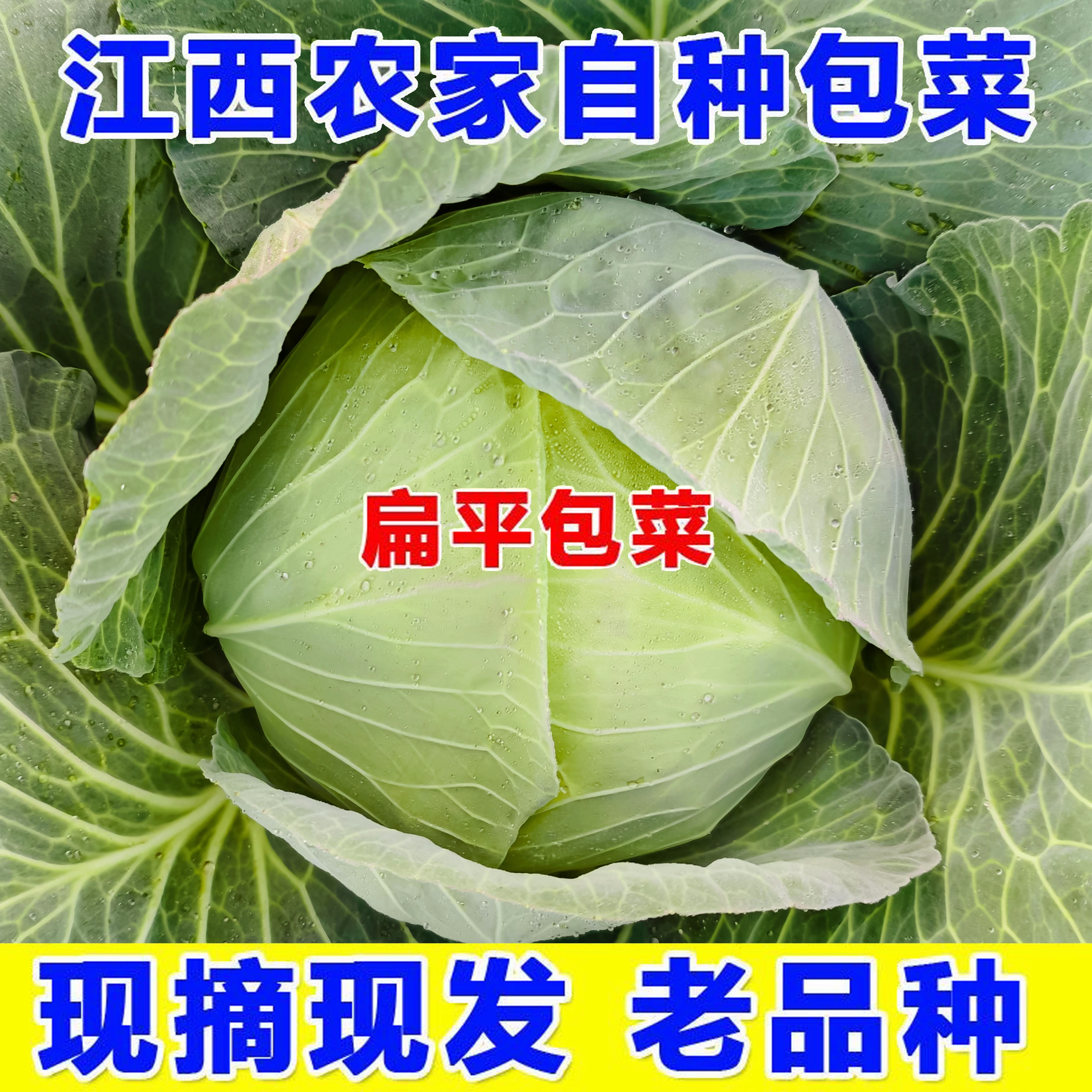 新鲜绿甘蓝农家现摘莲花白卷心菜包心菜蔬菜现发