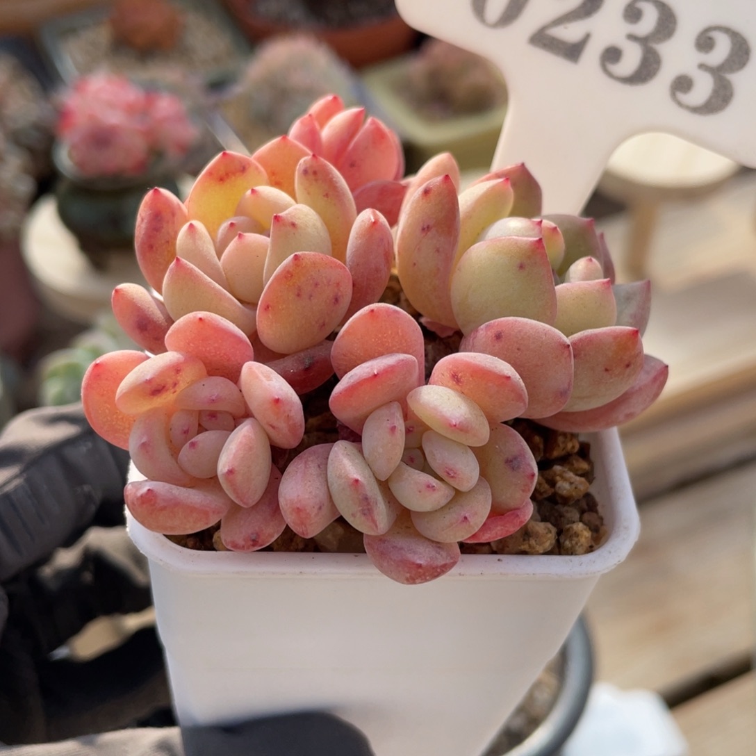 0233 全明星 默认有砍7厘米