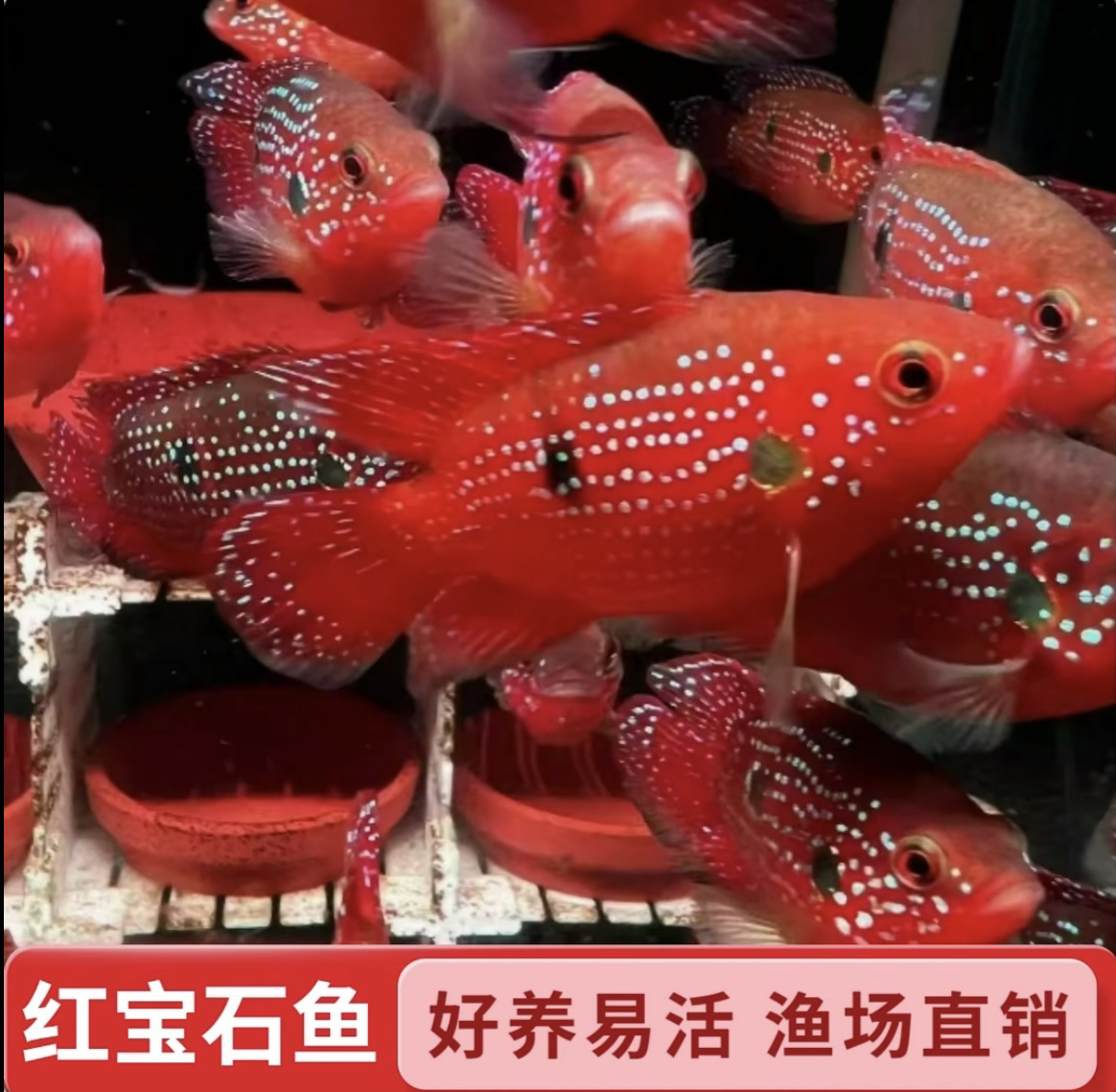 5-7cm 「血钻红宝石」共2条观赏鱼好养耐活