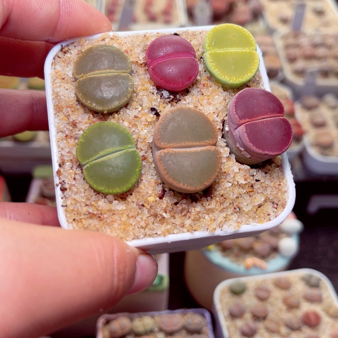 婷****458号带盆包邮发货