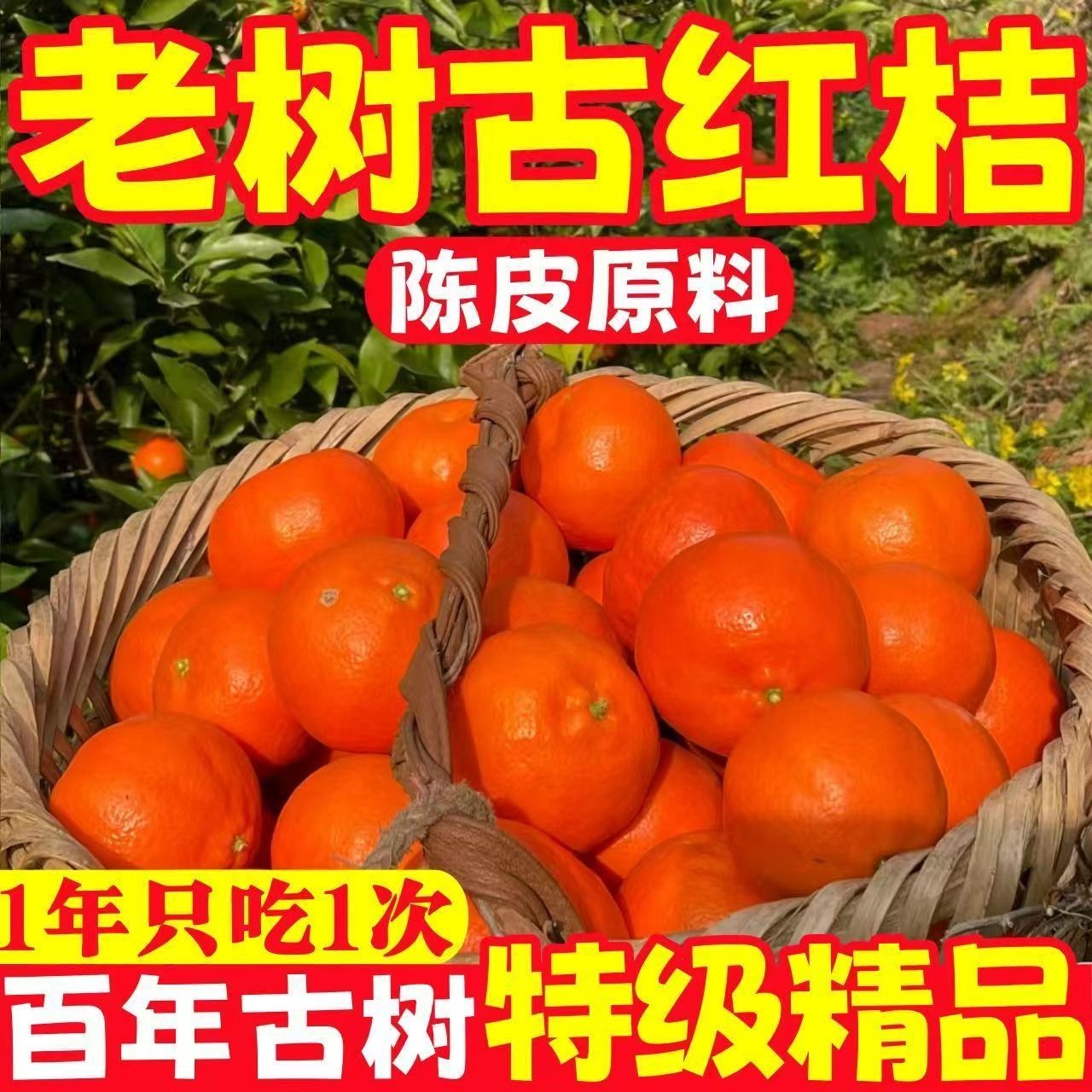 老树川红橘正宗万县古红桔川陈皮酸甜新鲜批发四川现摘产地果王红