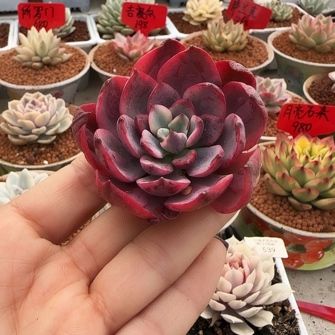 雨滴锦多肉植物的