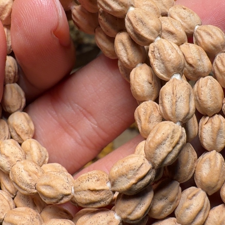 行****柏香籽/百香籽吊坠