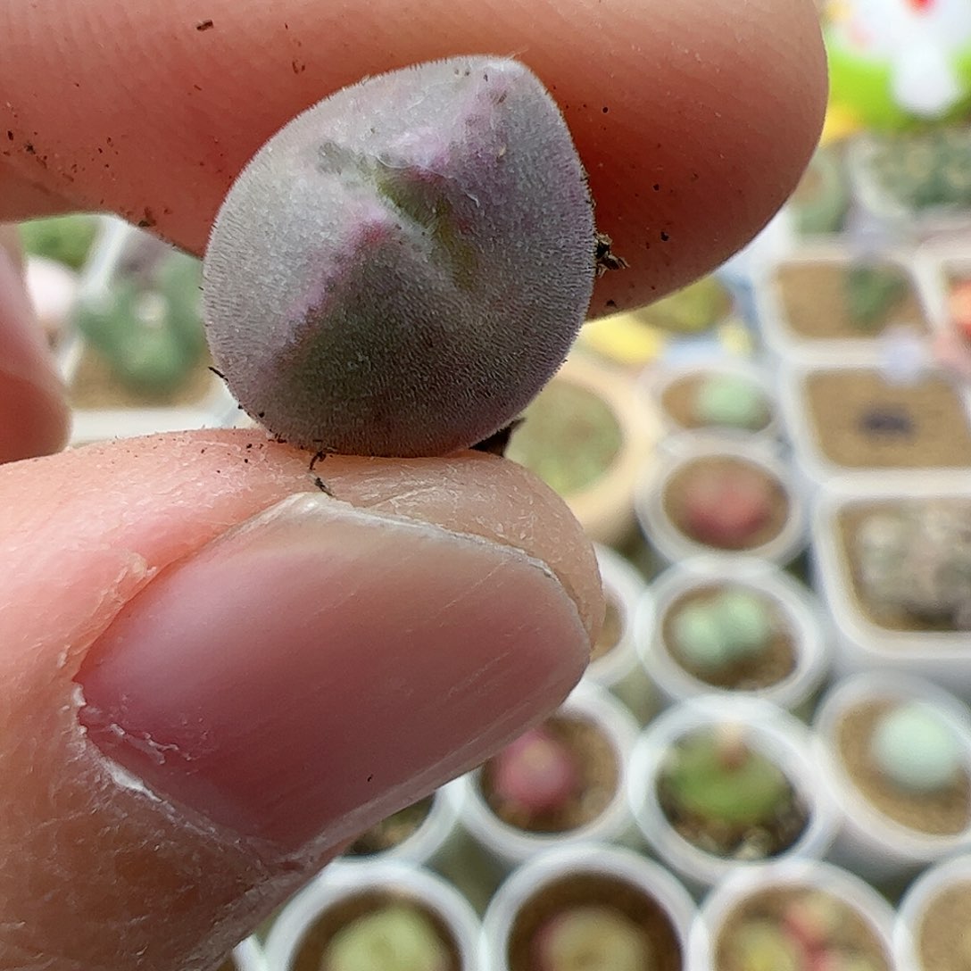 【闪购商品】59 空蝉