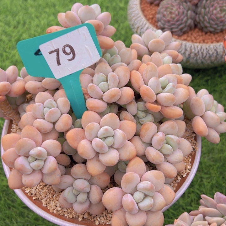 健健康康平平安安