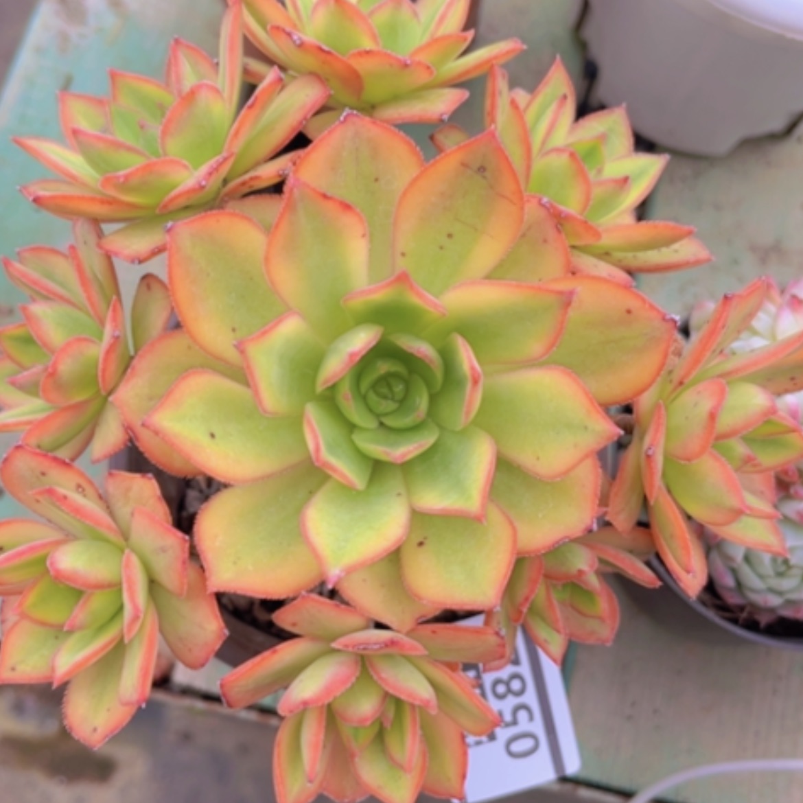 【闪购商品】星爆多肉0582