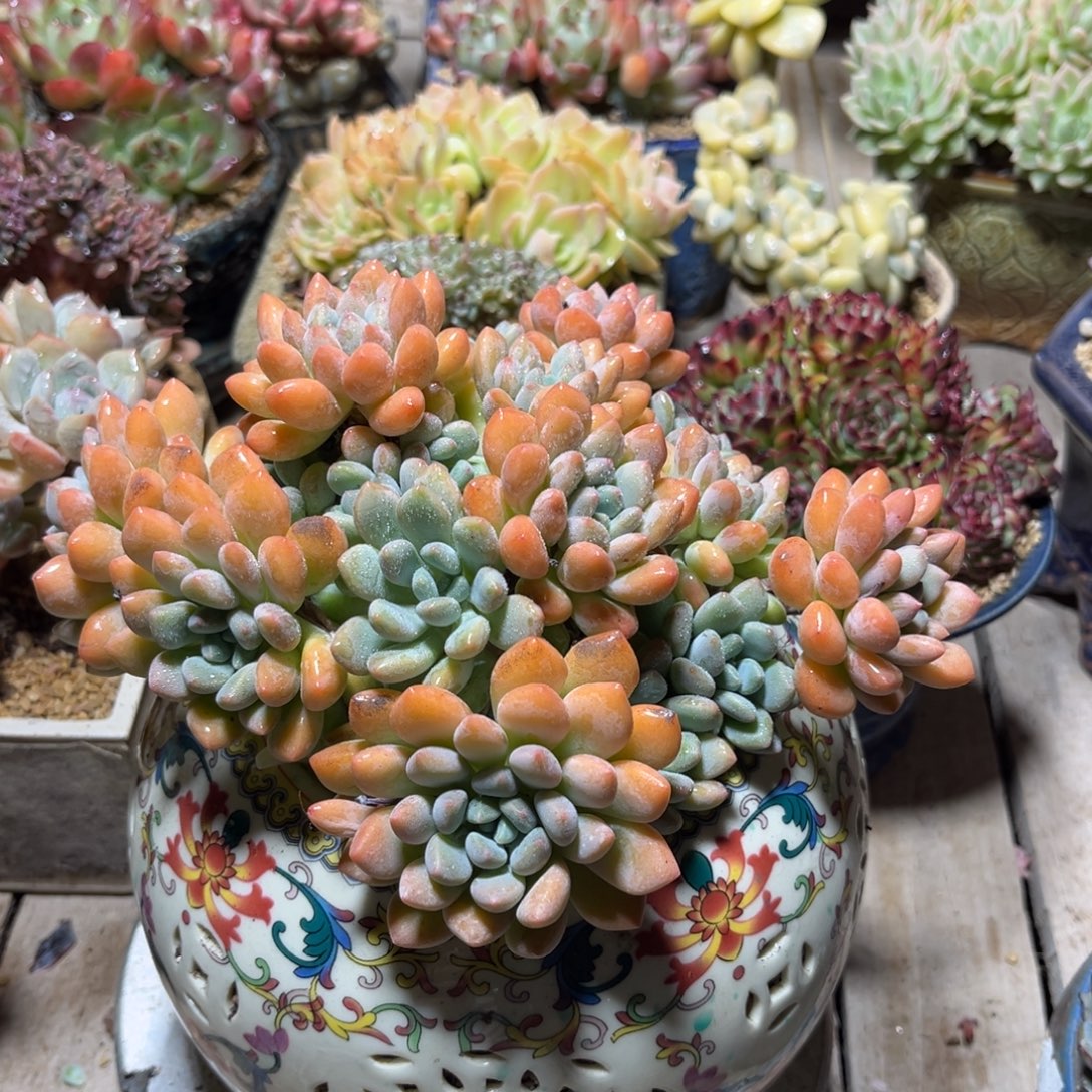 灯美人多肉植物rujinm