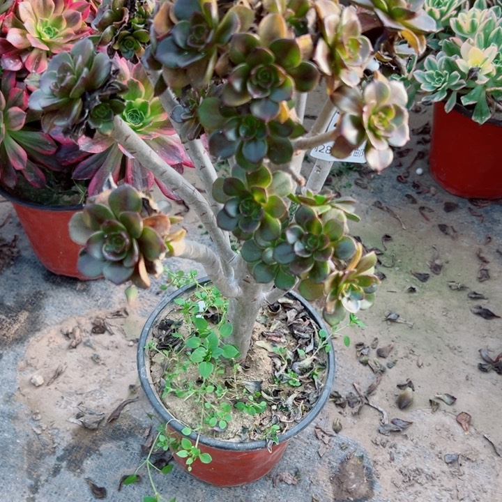 270灰豆多肉多肉多