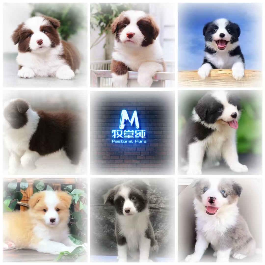 牧堂纯边牧活体全款链接001