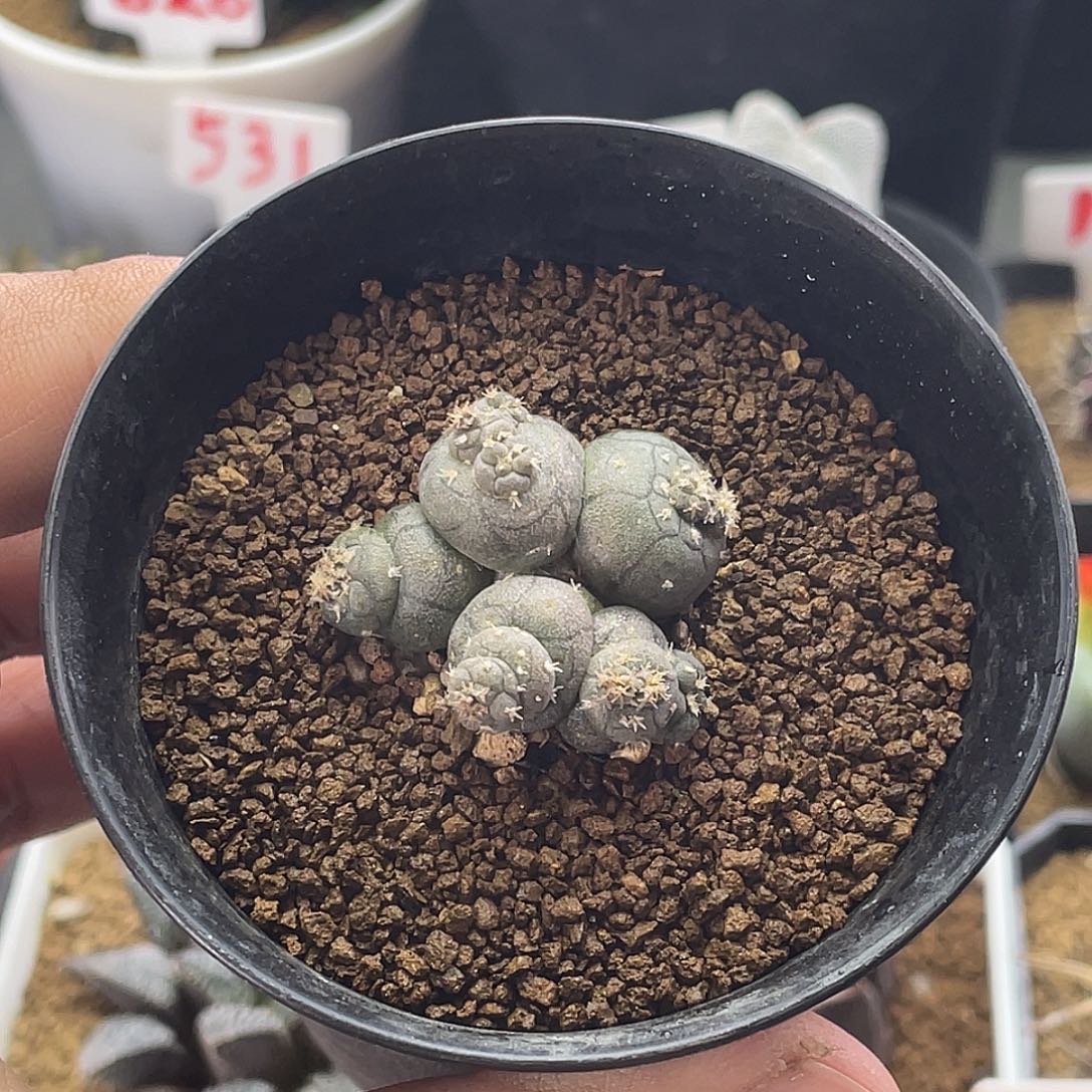 实生5头海鲜团子缀化