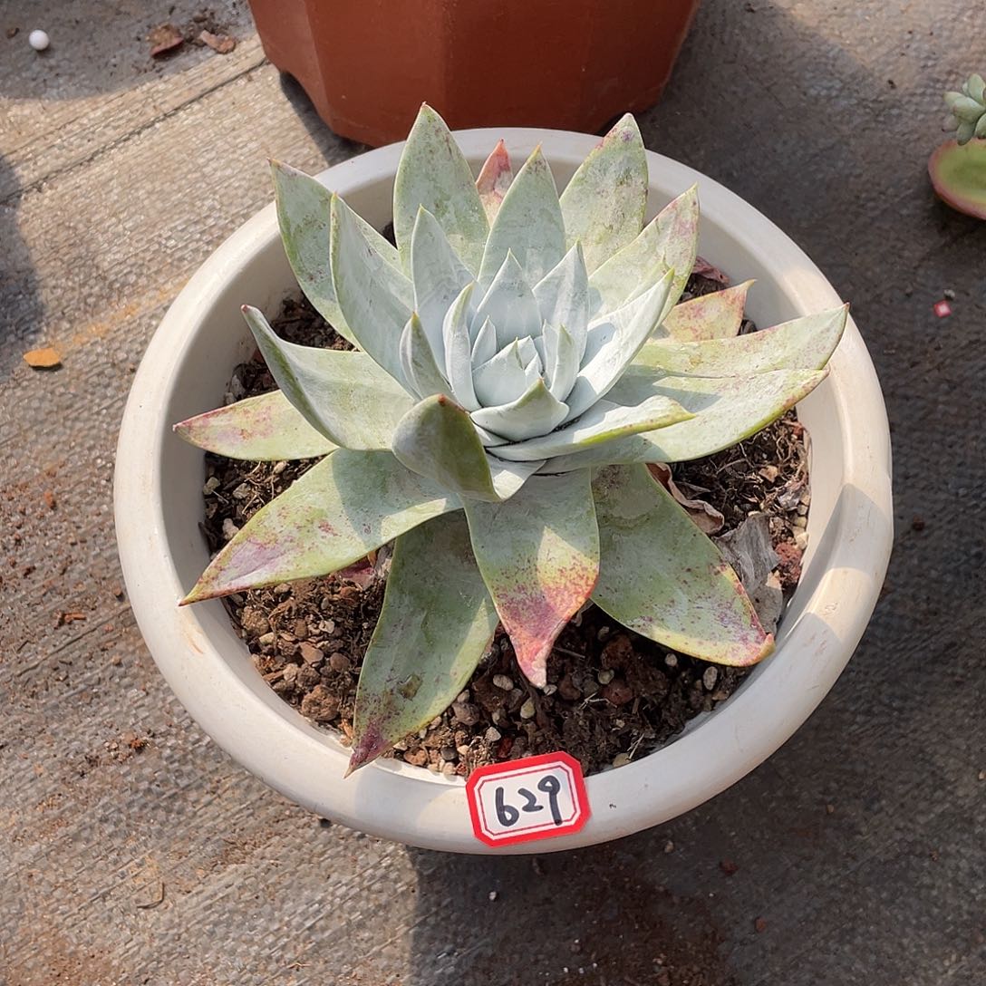 629雪山 一物一拍多肉