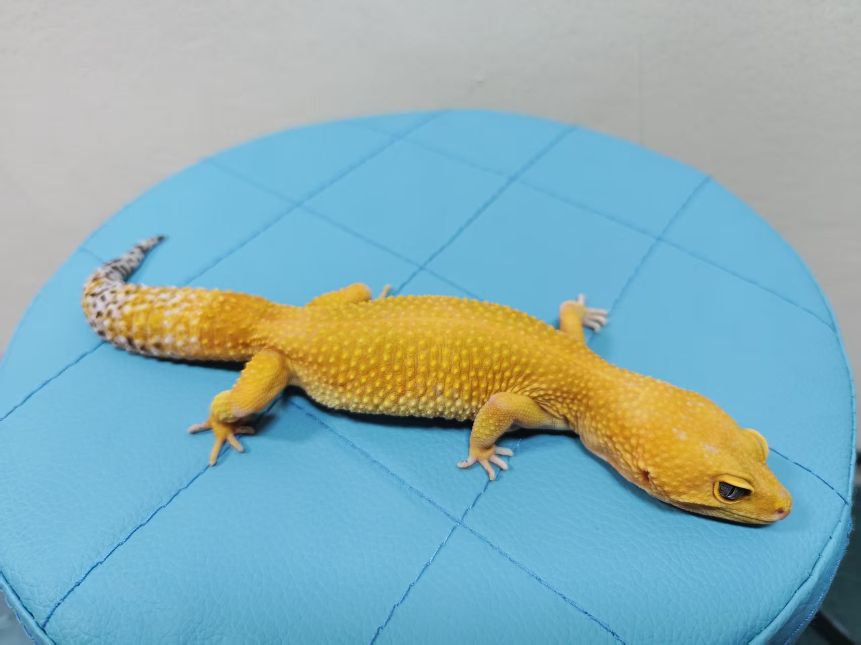 直播间一物一拍爬宠活物好饲养包活包邮