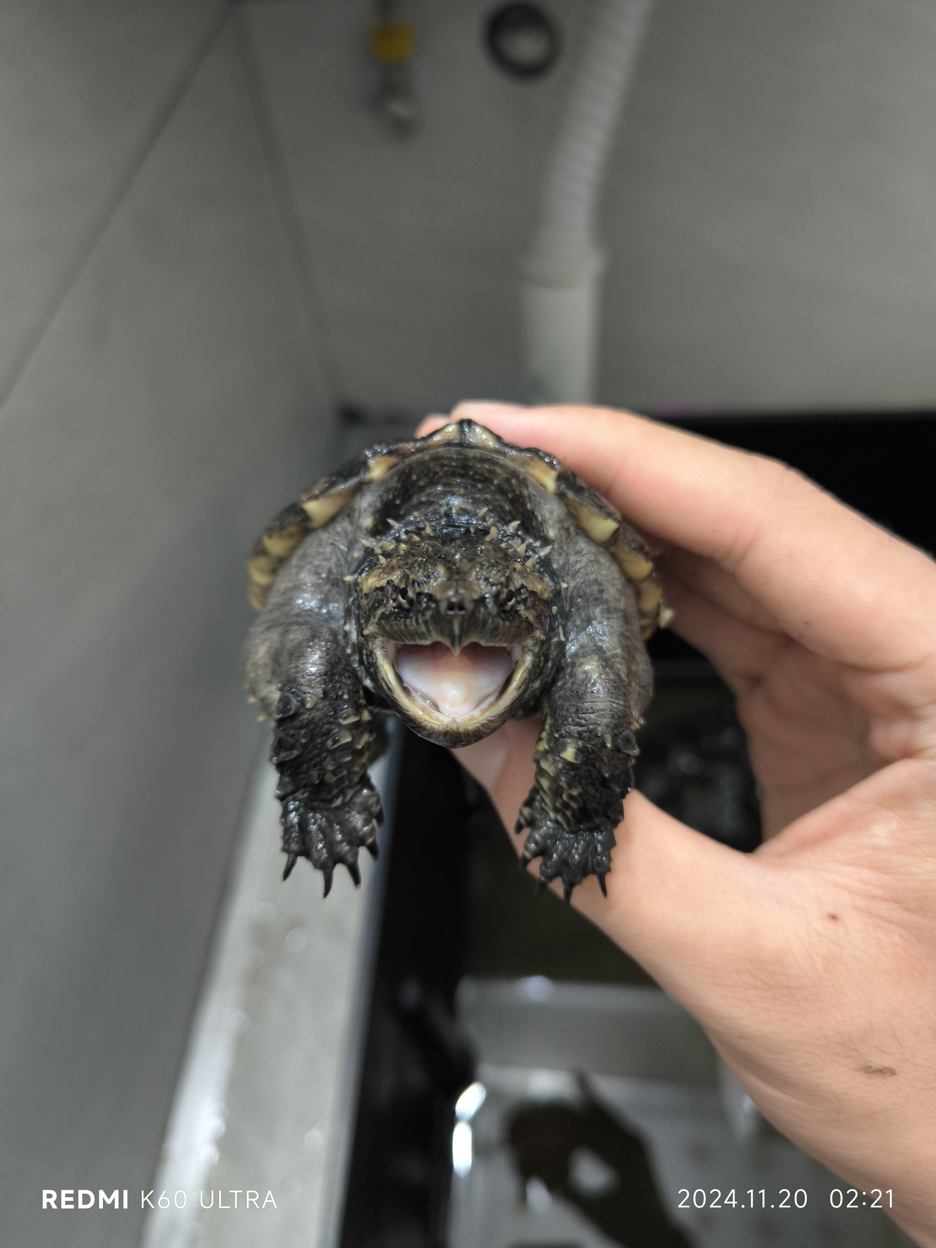 佛鳄活物凶猛霸气小乌龟