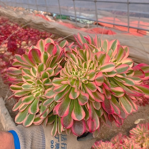 237女巫缀化多肉植物