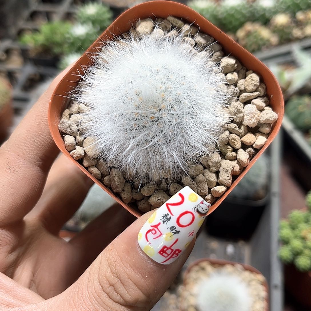 无刺丽光殿单头发货有根