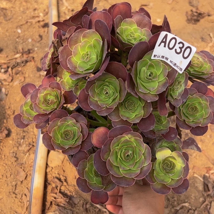 魅金玫瑰多肉植物030.