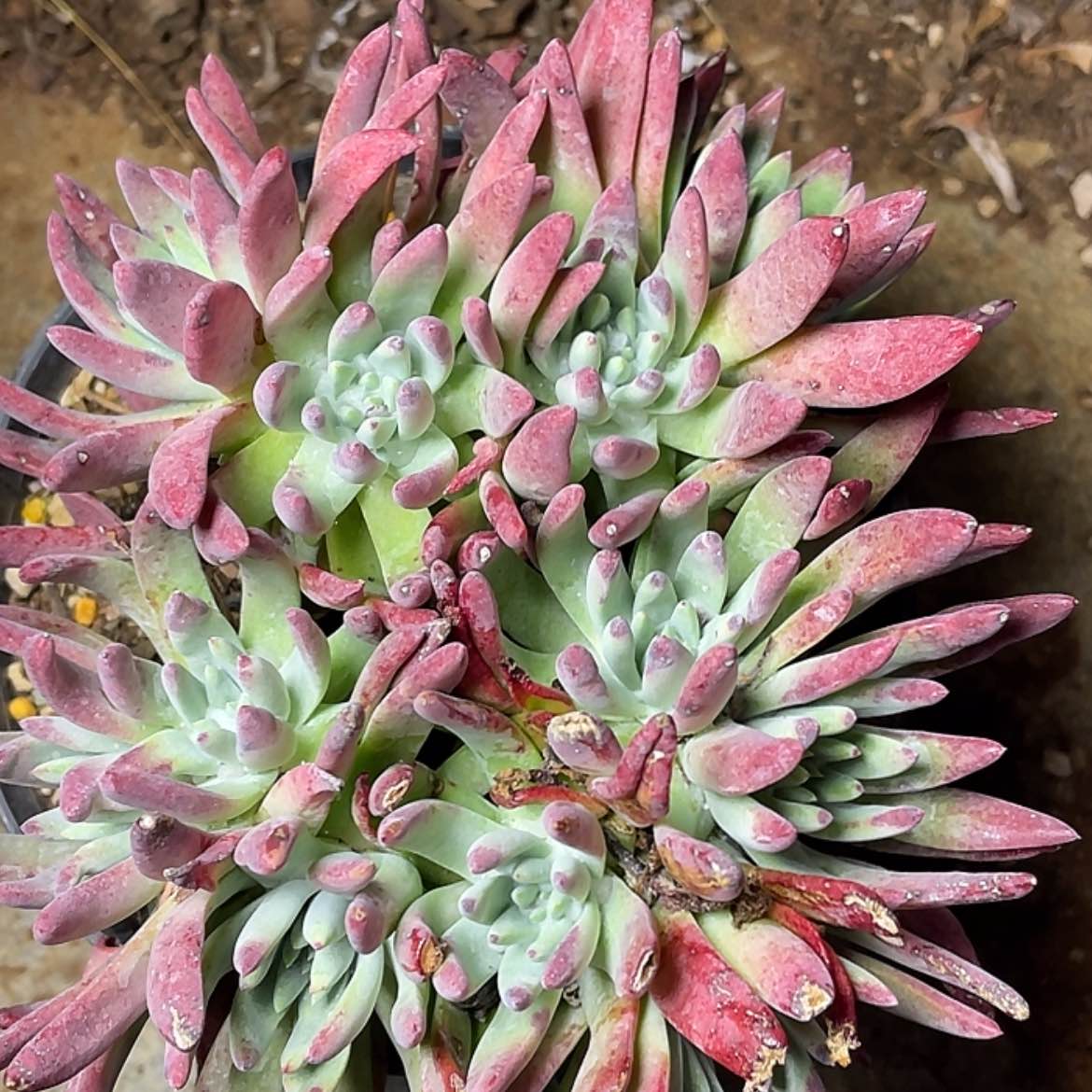 【闪购商品】白姆老庄