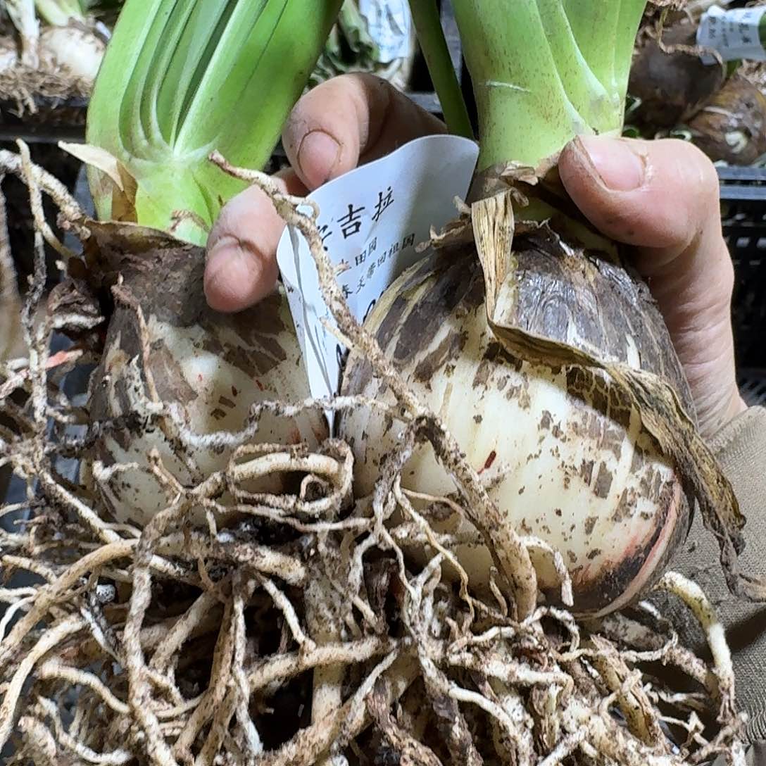 安吉拉双胞胎6+7发发发