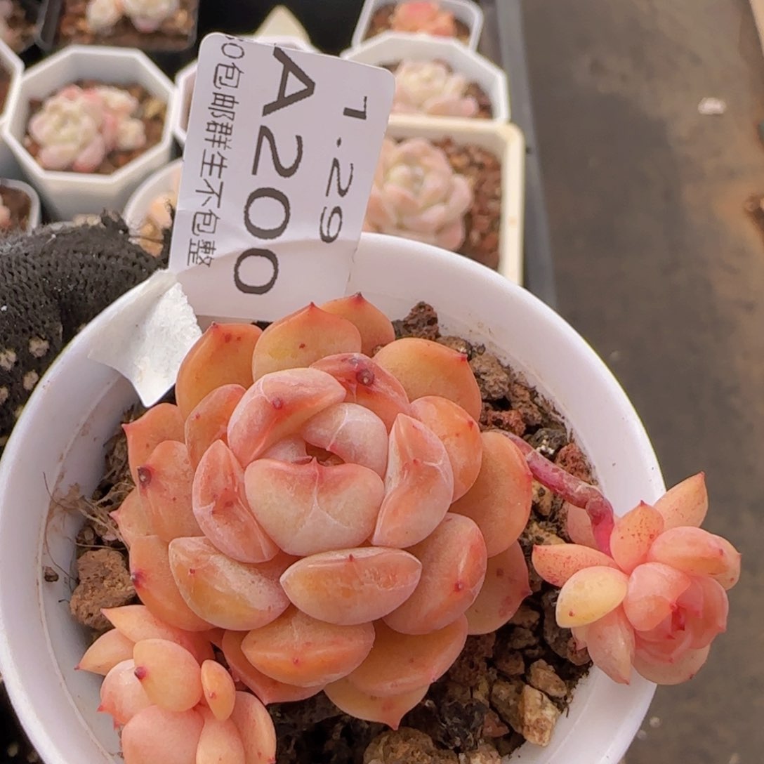 红色恋人三头飘枝