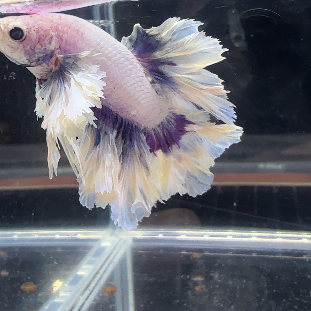 斗鱼编号28直播链接