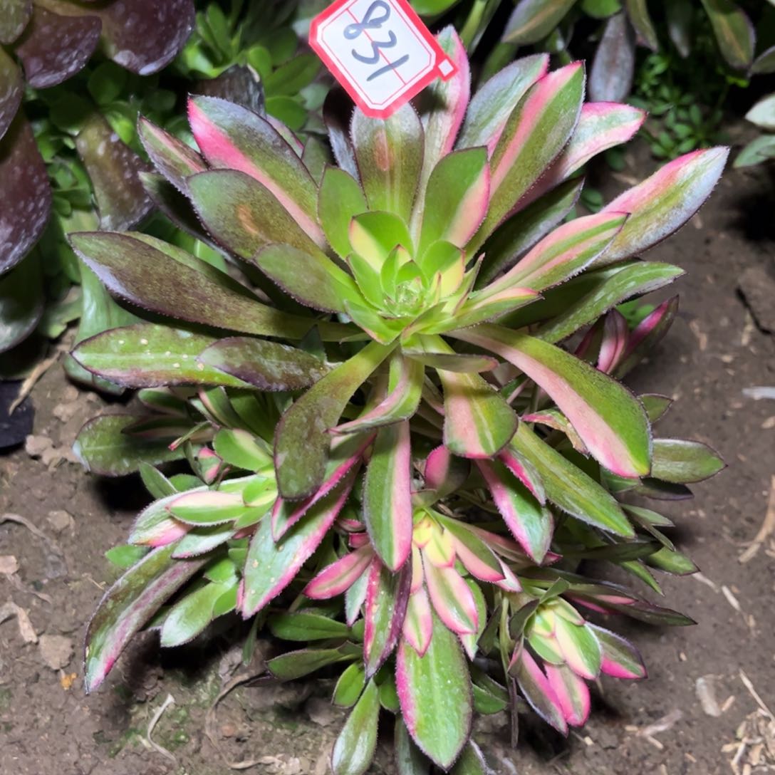 831多肉植物灰法师七彩