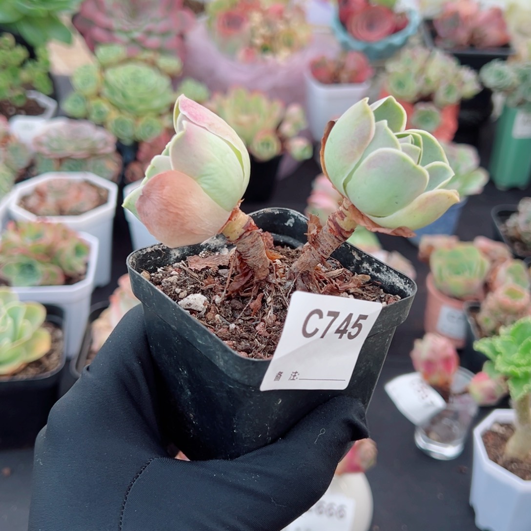 *****745紫体双头小老桩福利。  一物一拍