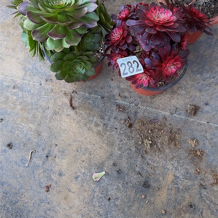 000000000282黑铜白万圣节