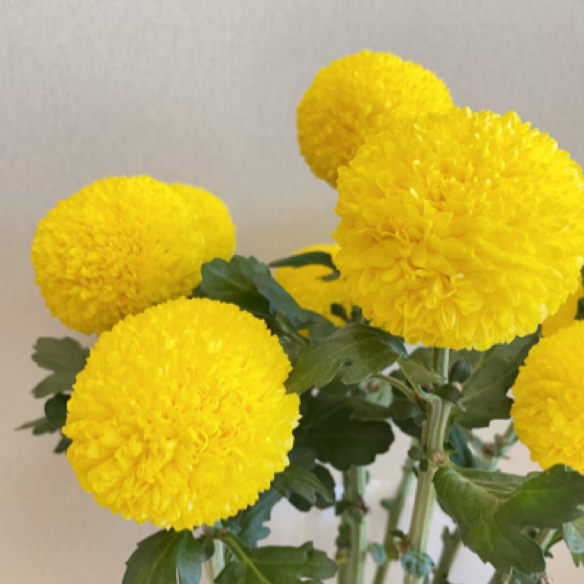 【小可爱】乒乓菊10支