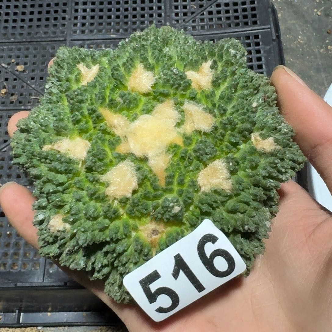 516号仙人球无根的