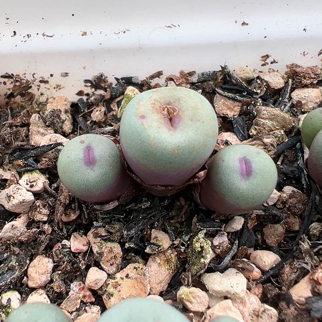 艾*pv1380 三头 多肉肉锥