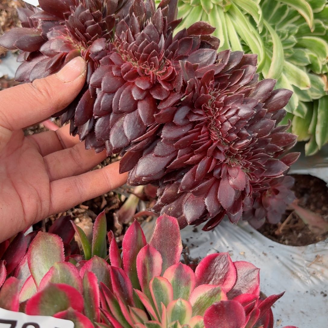 你8786 号多肉法师特价