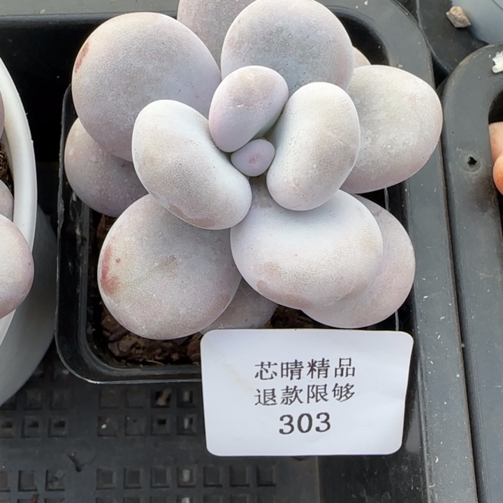 闪购精品多肉303号