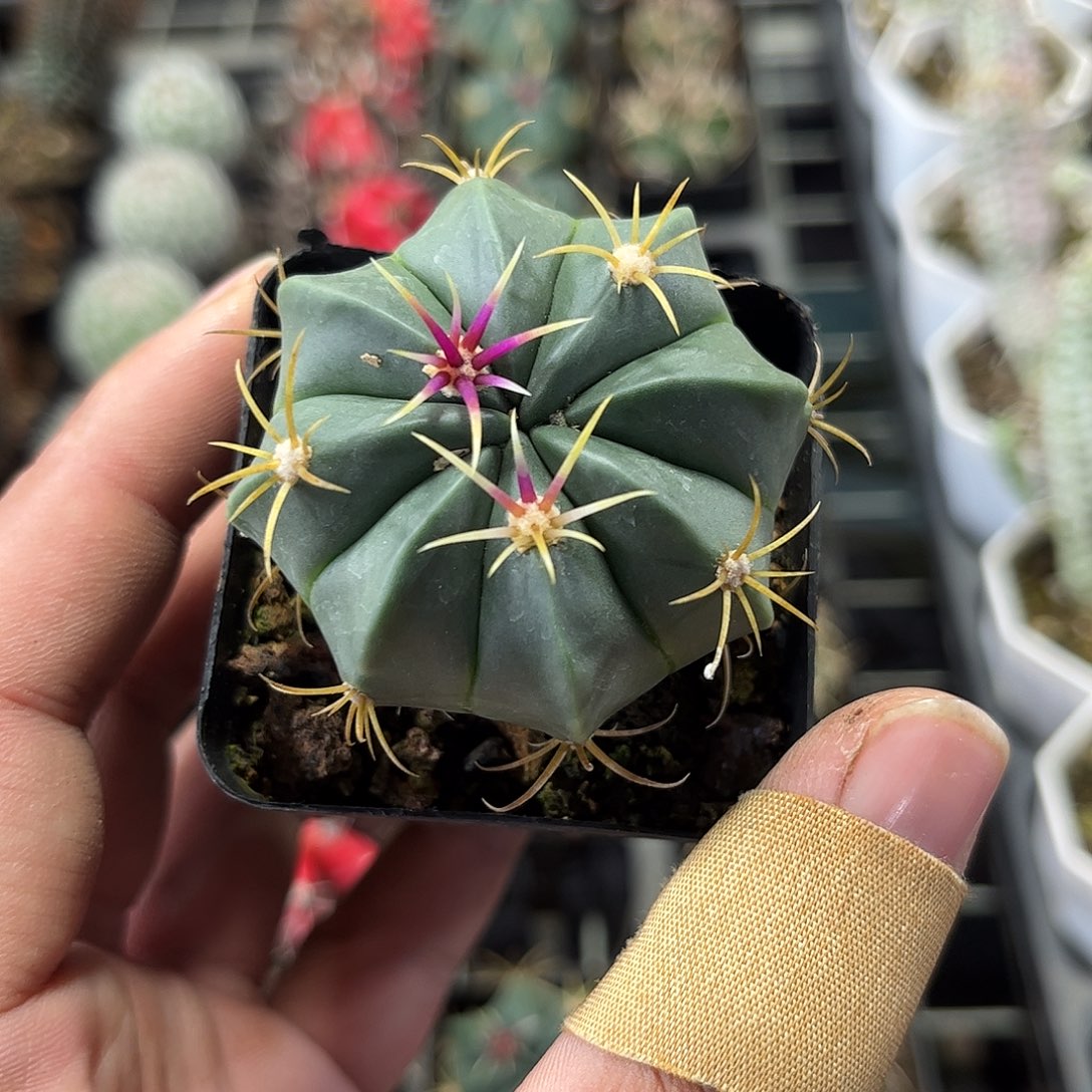 赤诚单头发货单头发