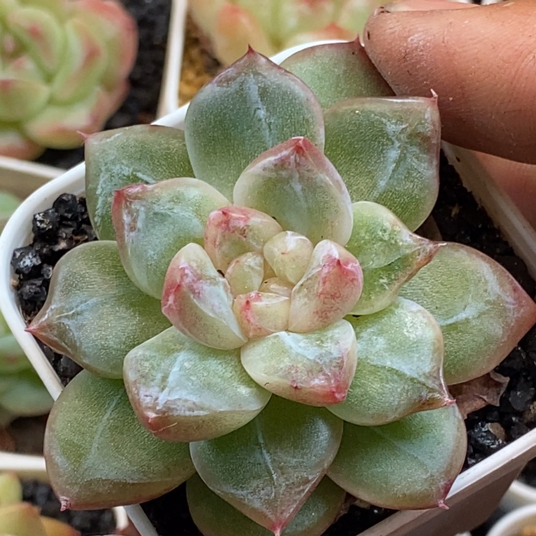 天官赐福百无禁忌