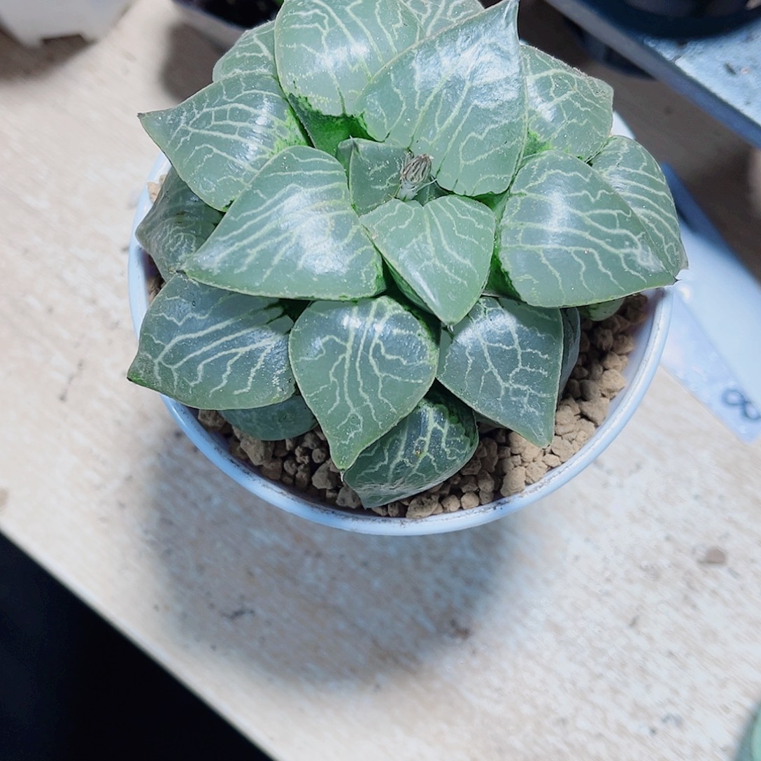 母本水晶康平新手福利