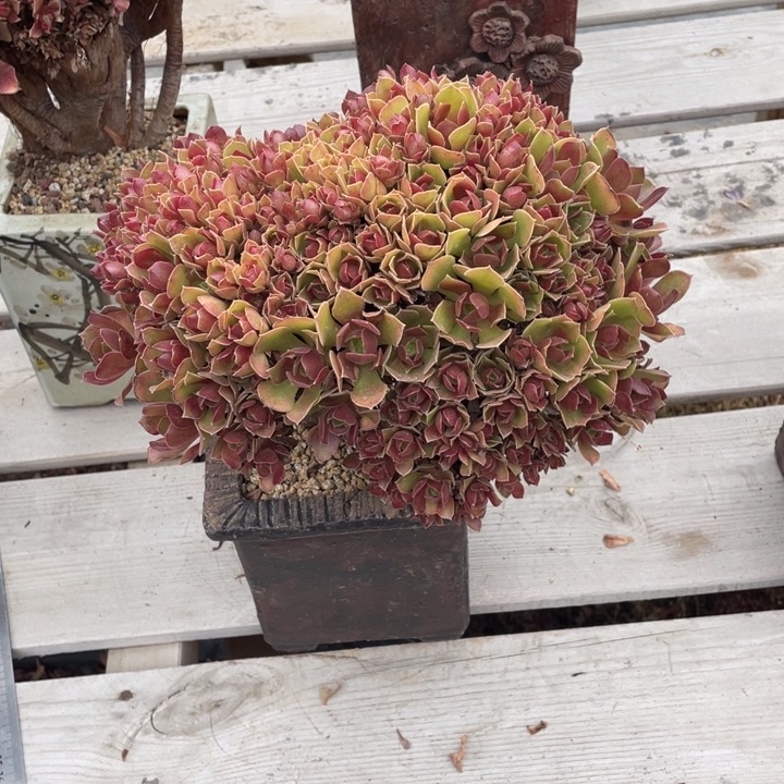 多肉植物的生长发育