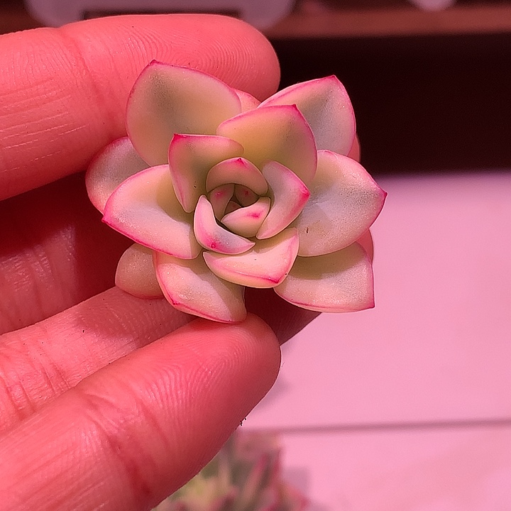 雨燕座锦锦锦锦锦锦