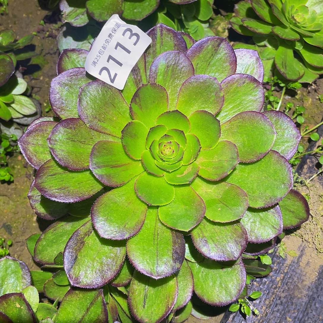 2113花月夜多肉植物