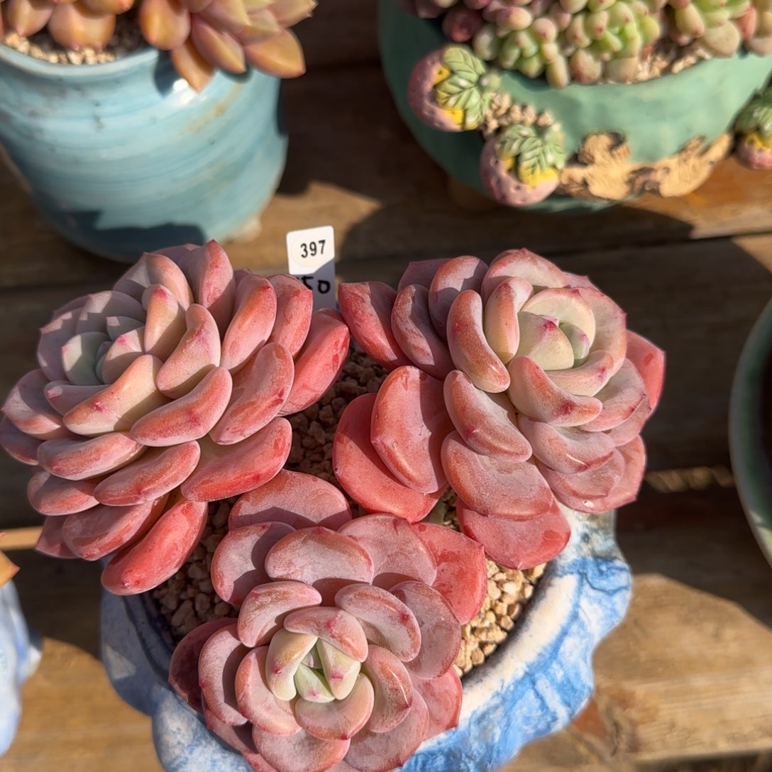 叶植庭多肉：香雪海