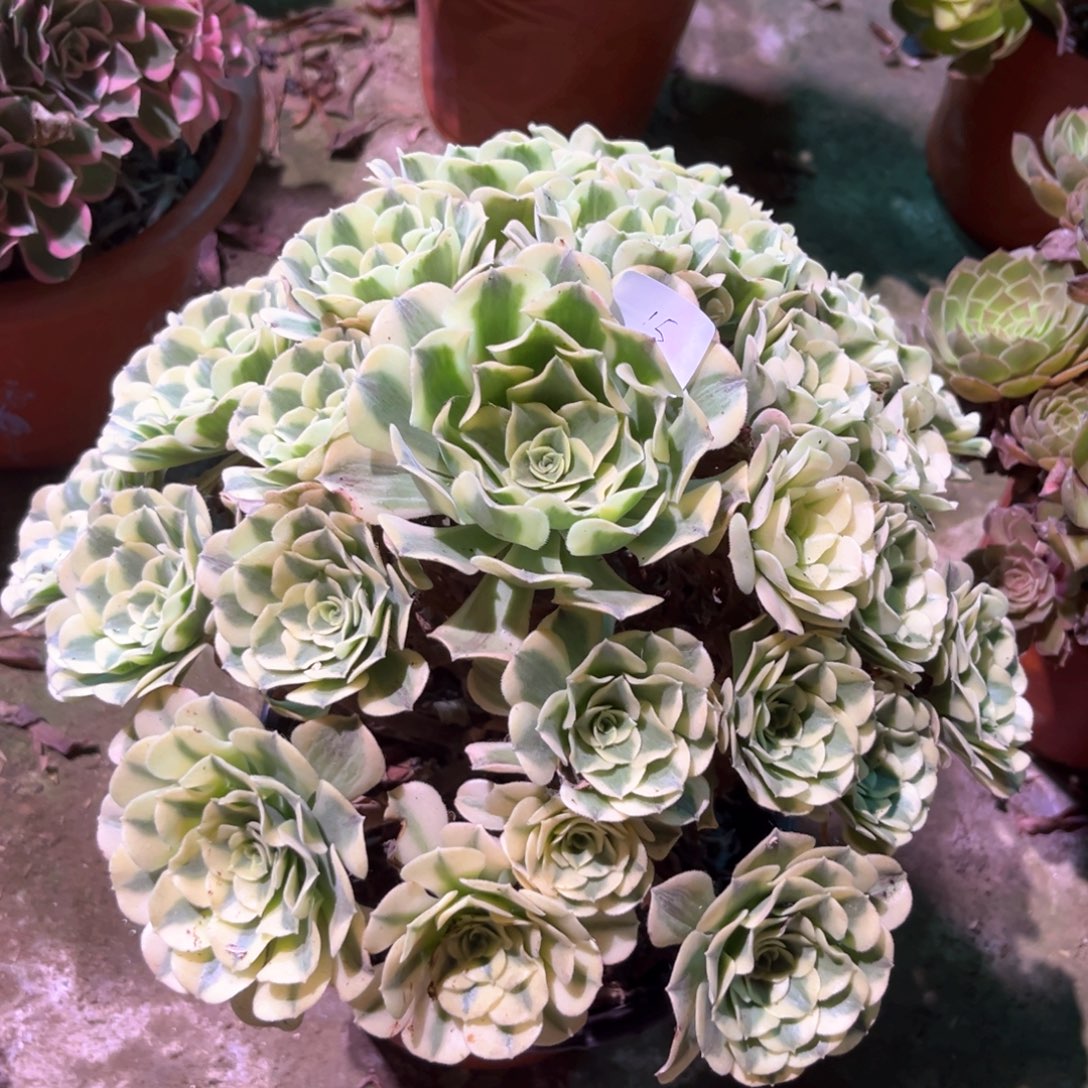 多肉植物绿豆莎0015