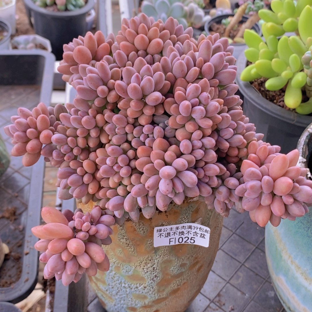 星黛露14cm1027多肉植物