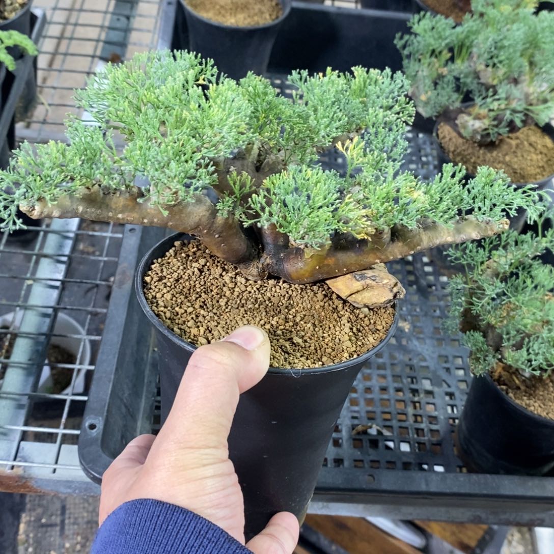 产地黑皮月界多肉