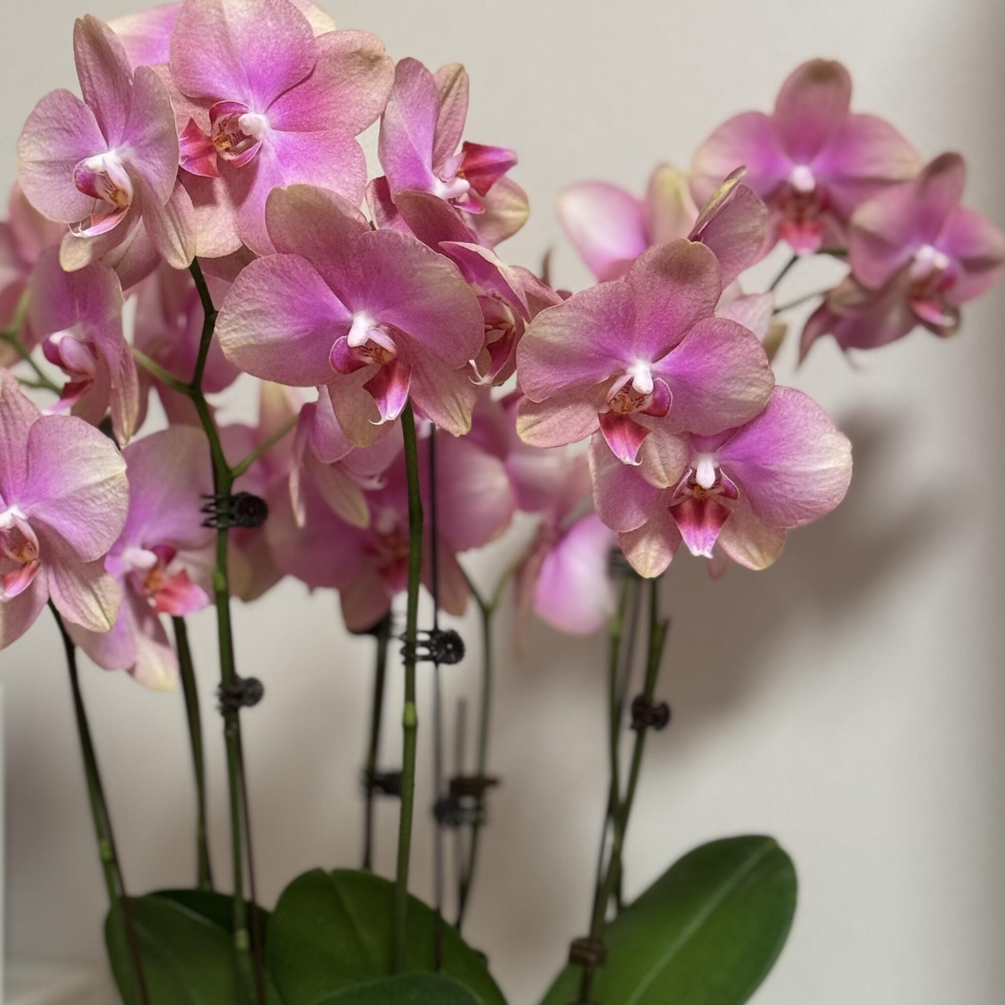 蝴蝶兰【梵高】室内绿植盆栽带花发货。